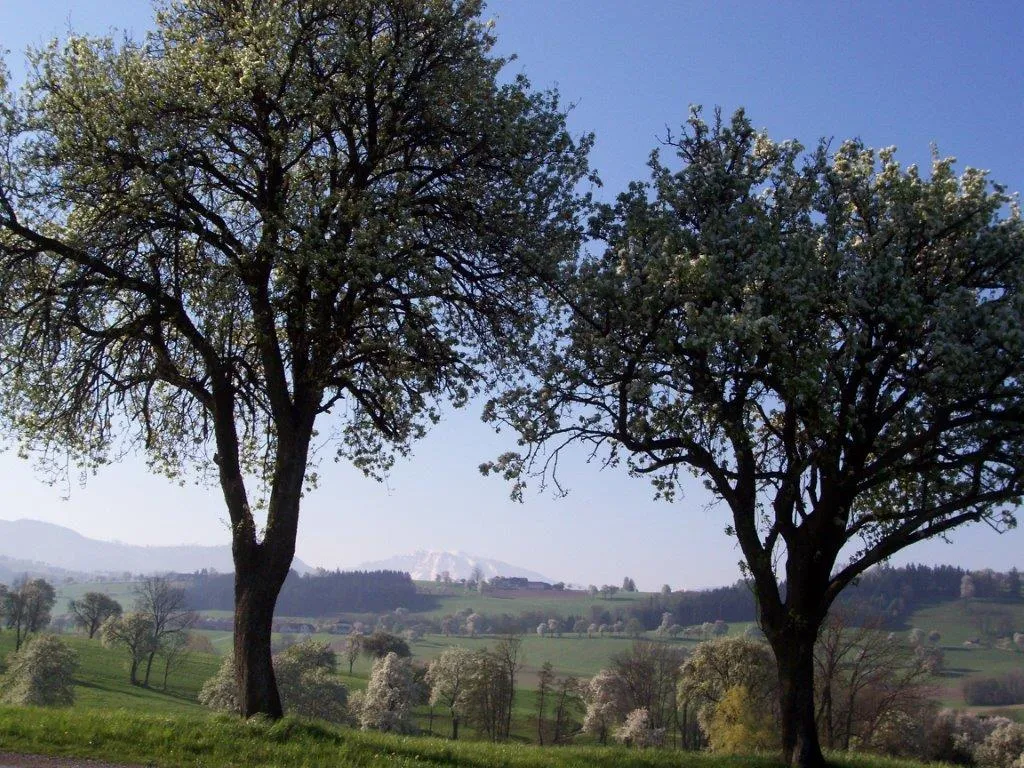 Melktal im Frühling mit Blick zum Ötscher